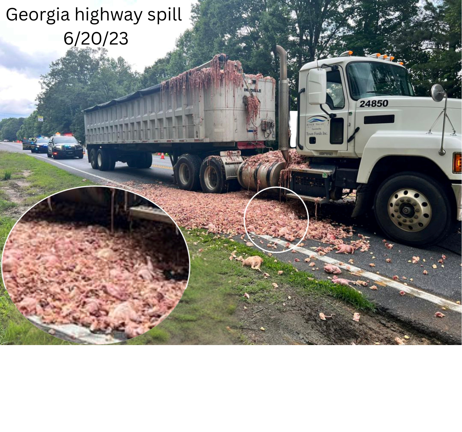 Highway spill showing the reality of meat meal ingredients